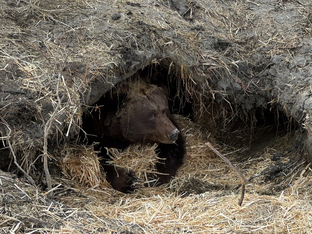 Фотография: Seth Hawke, CC BY-NC 4.0