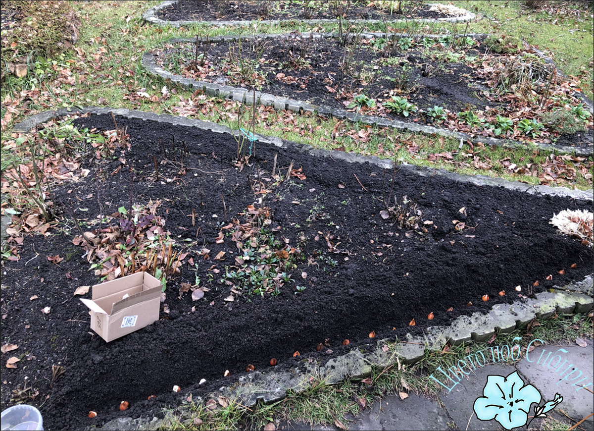 Высадка тюльпанов в октябре 2024г.