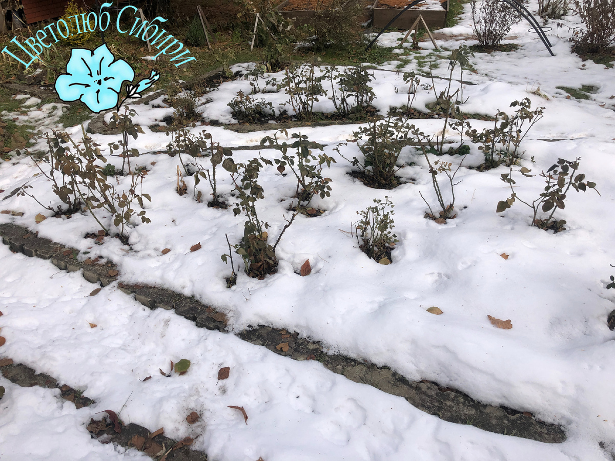 Розарий и снег на месте тюльпанов