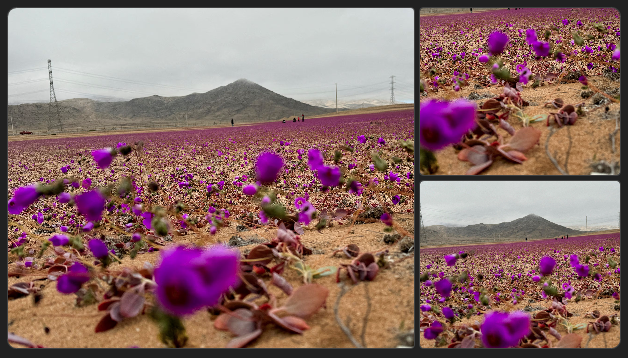 Коллаж автора по фото из открытых источников