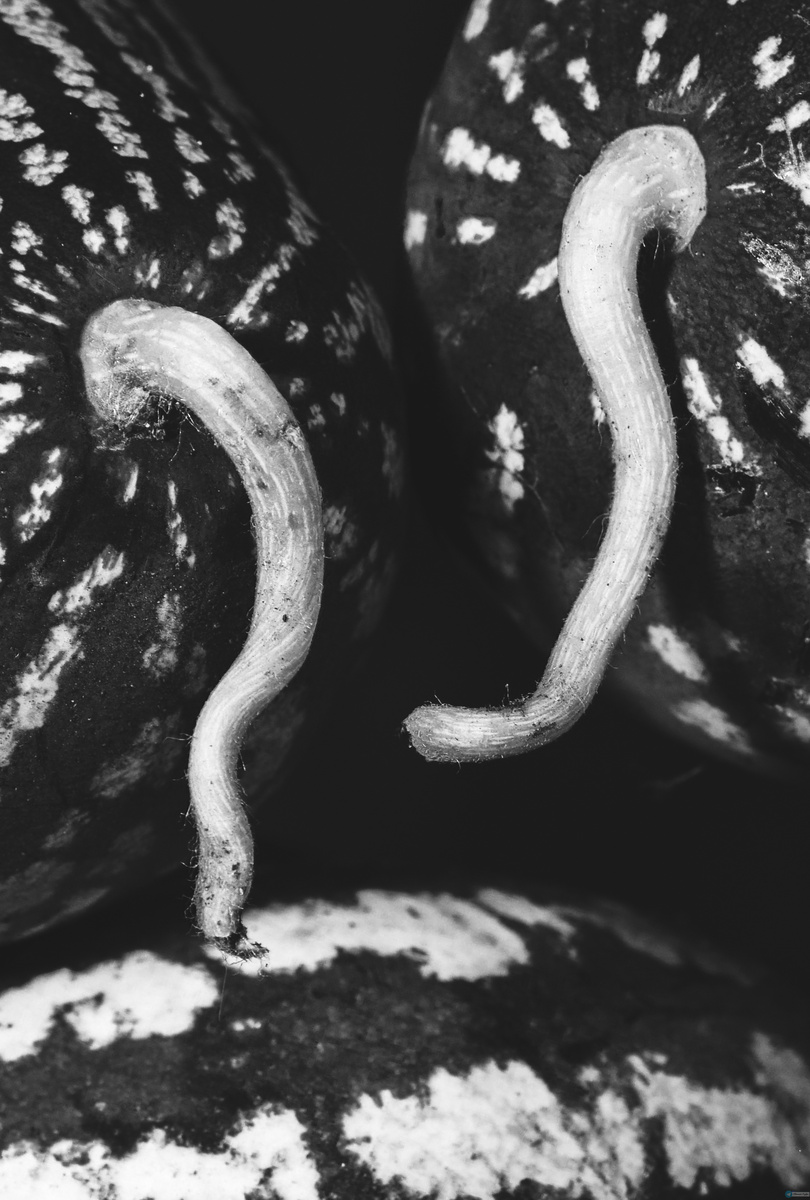 Телеграм канал - Святая Руфь📸