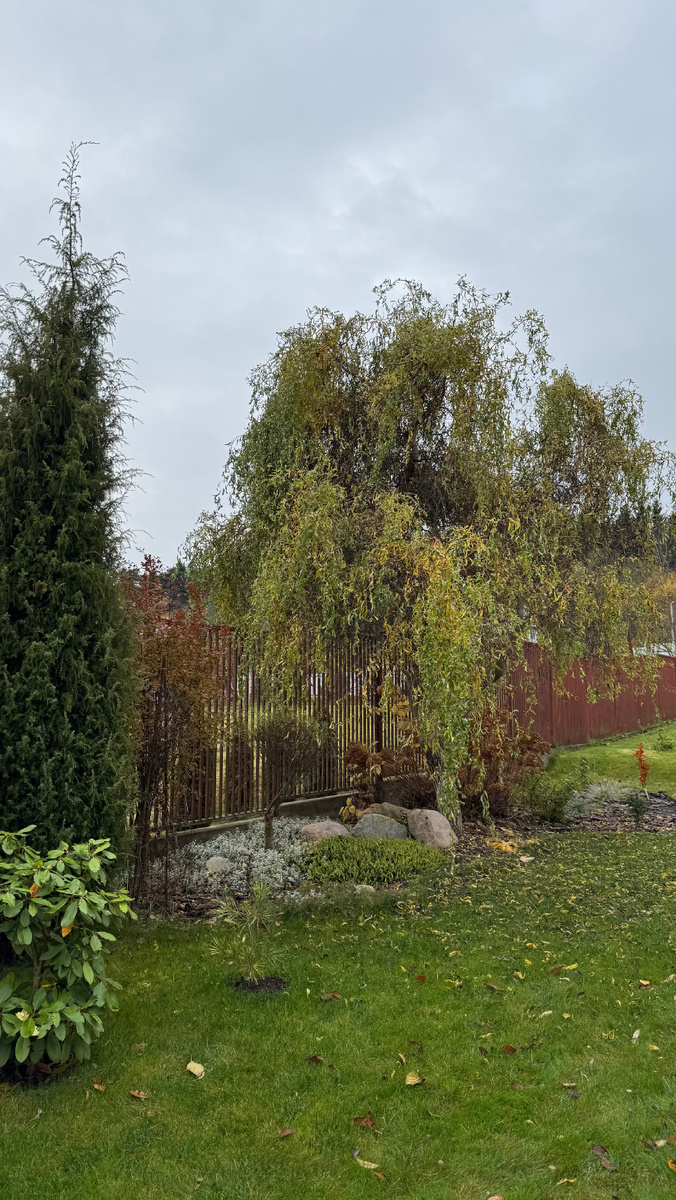 Ива Матсудана