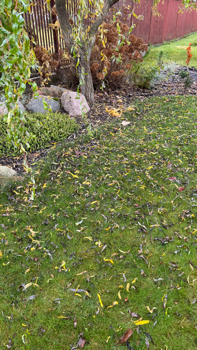 Ива Матсудана