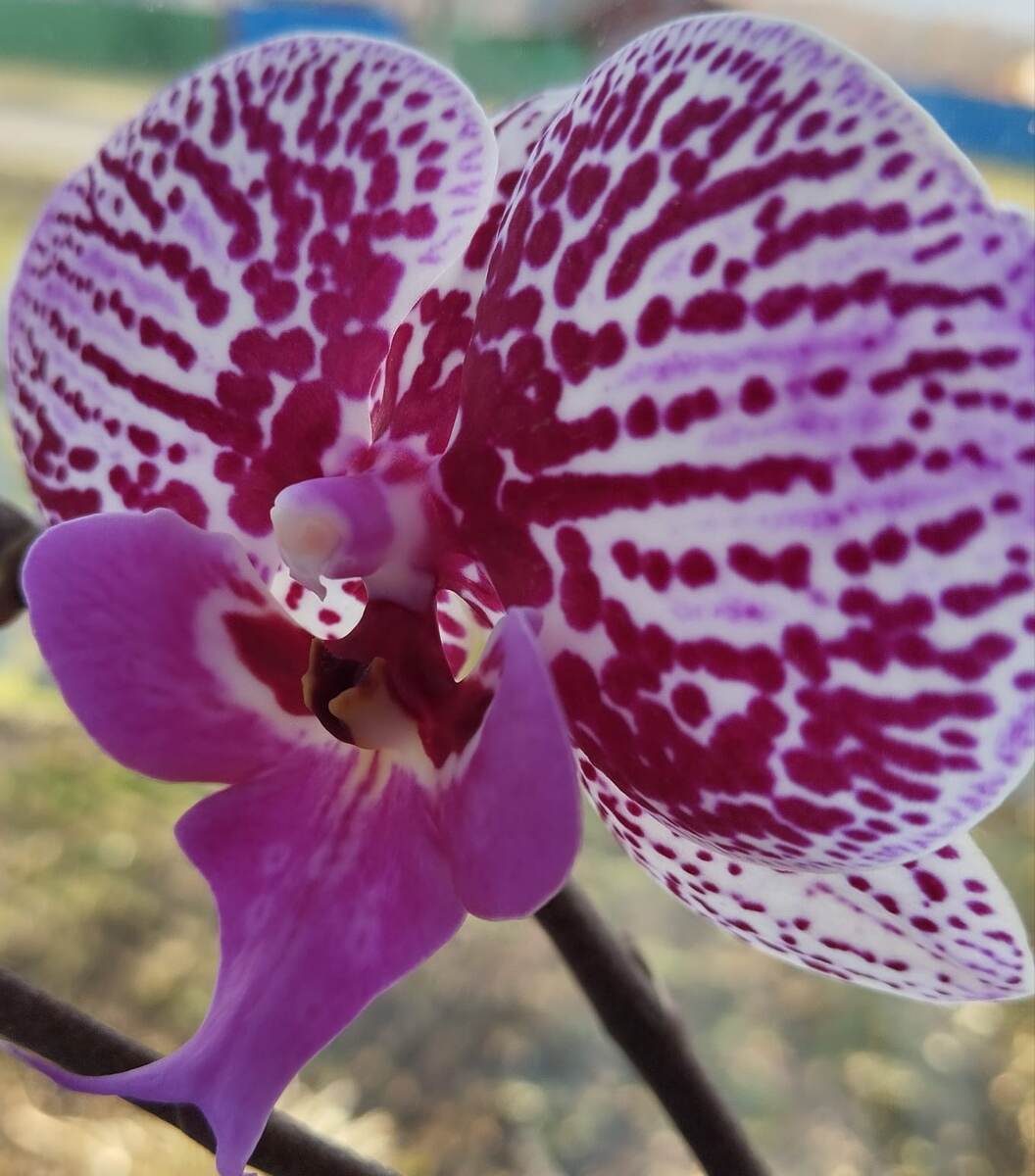 Сегодня распустился