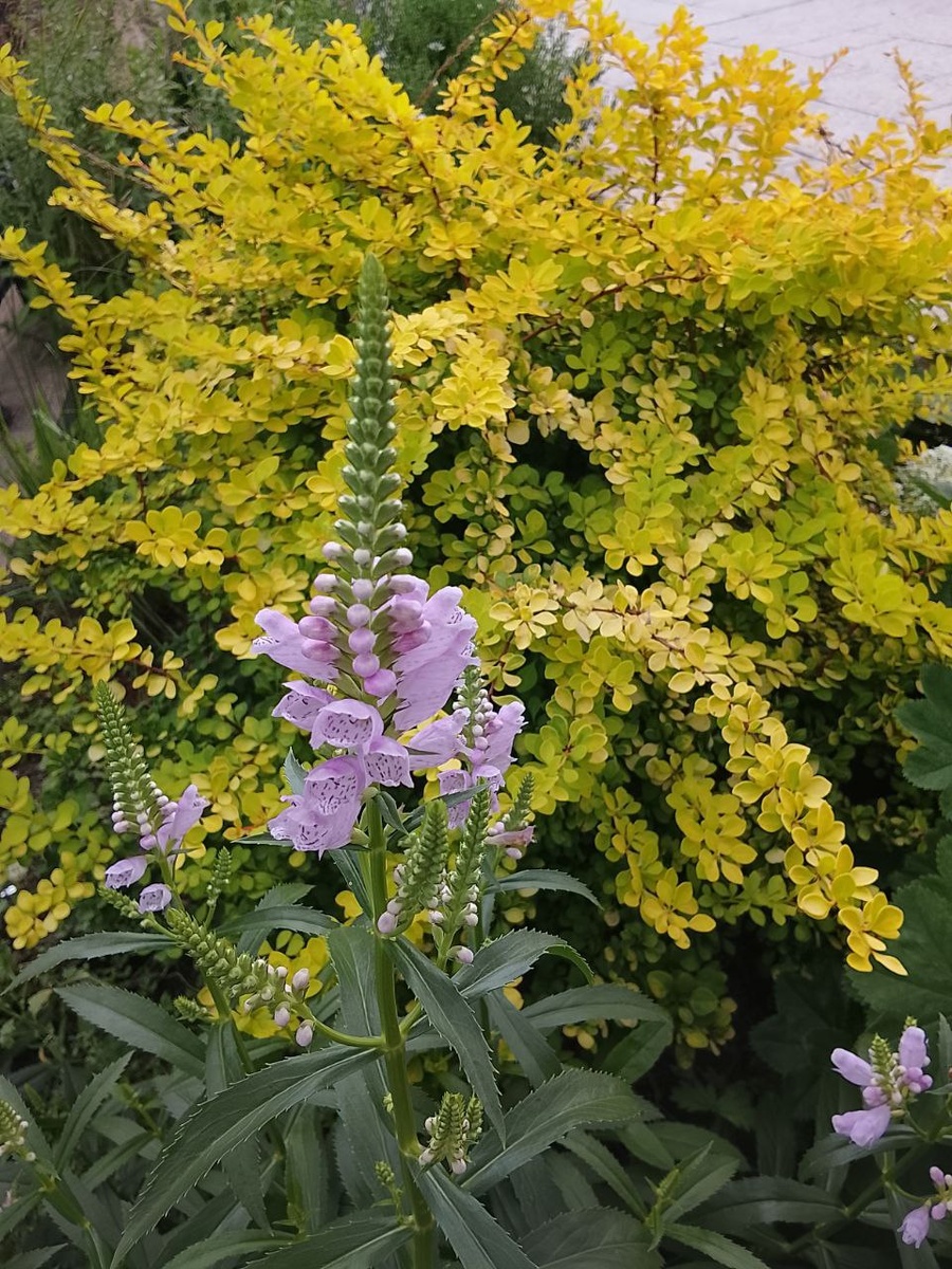 Мой барбарис Тунберга