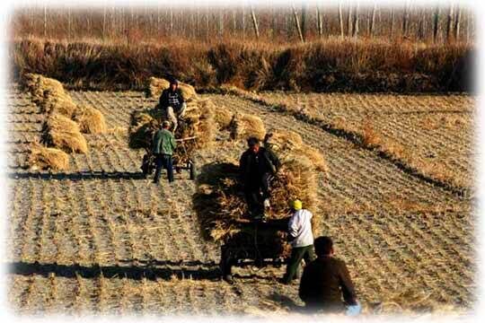    Китайским аграриям – приоритет