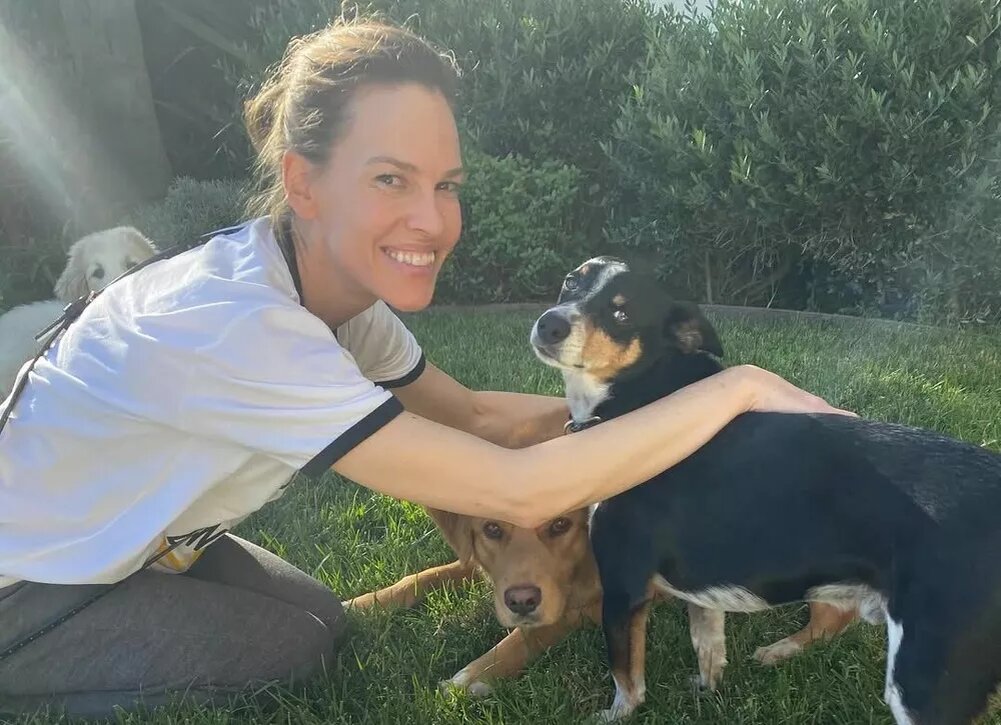    Хилари Суонк потеряла домашнего питомца