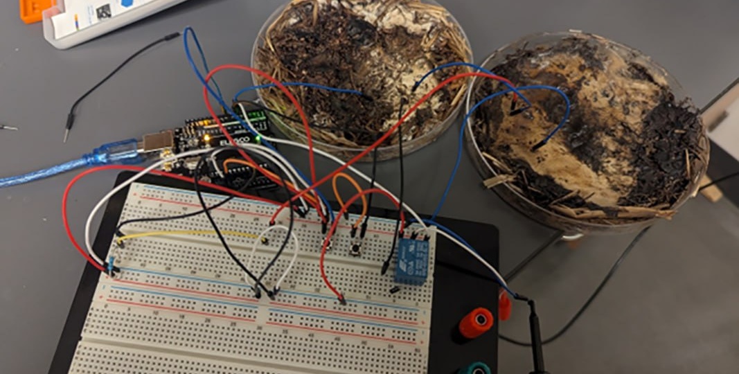 Учёные из Университета штата Огайо нашли способ превратить грибы в элемент компьютерной памяти