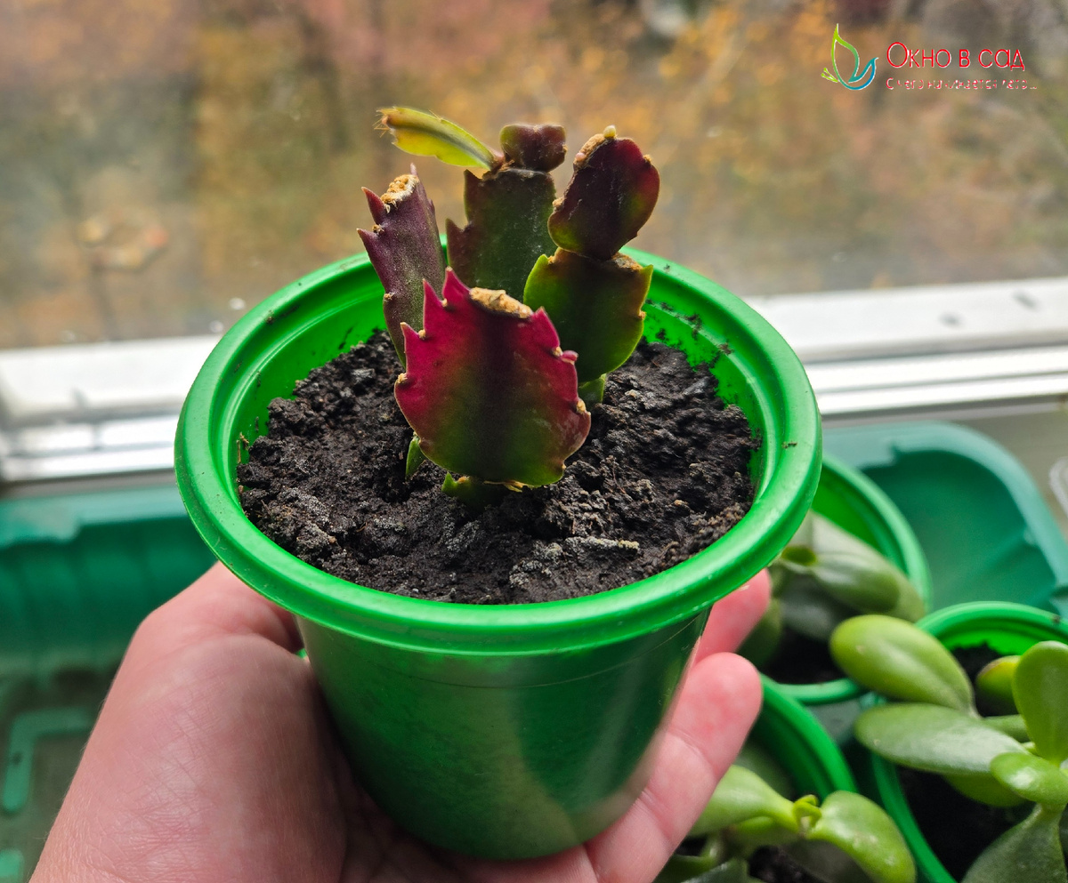 Фото из личного архива автора