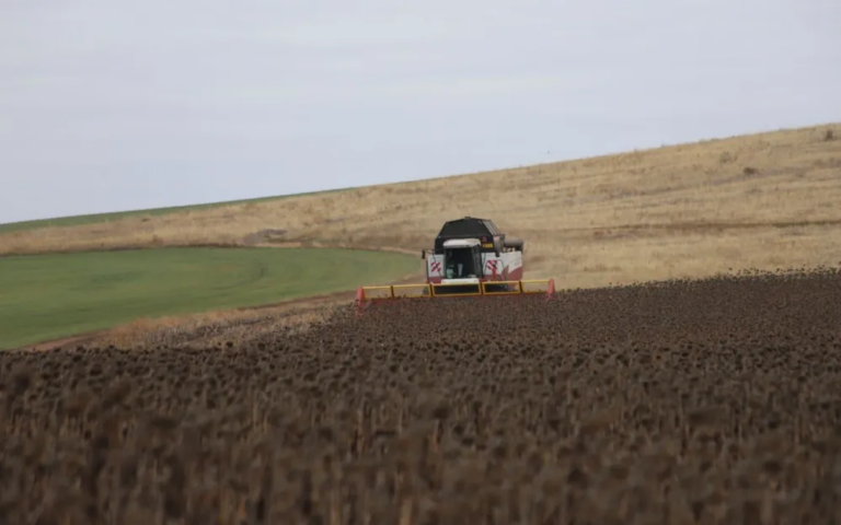    Аграрии Оренбуржья подсчитали урожай подсолнечника и кукурузы на зерно Алла Черкесатова