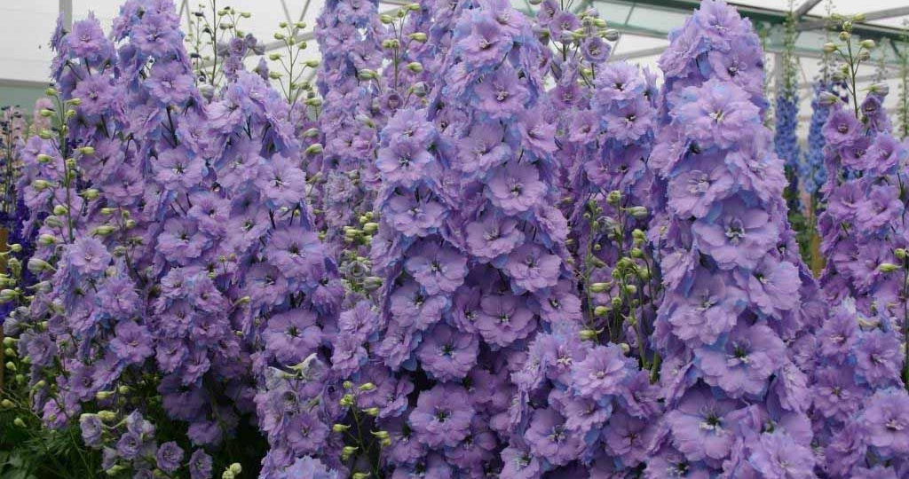 Как сеять дельфиниум