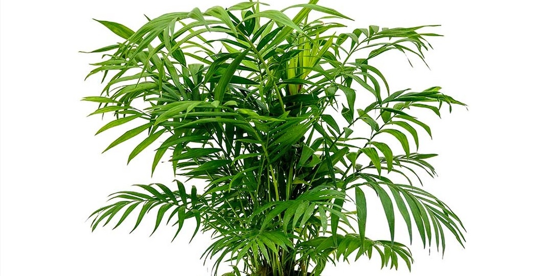 Хамедорея: пальма, которую можно выращивать даже на северном окне