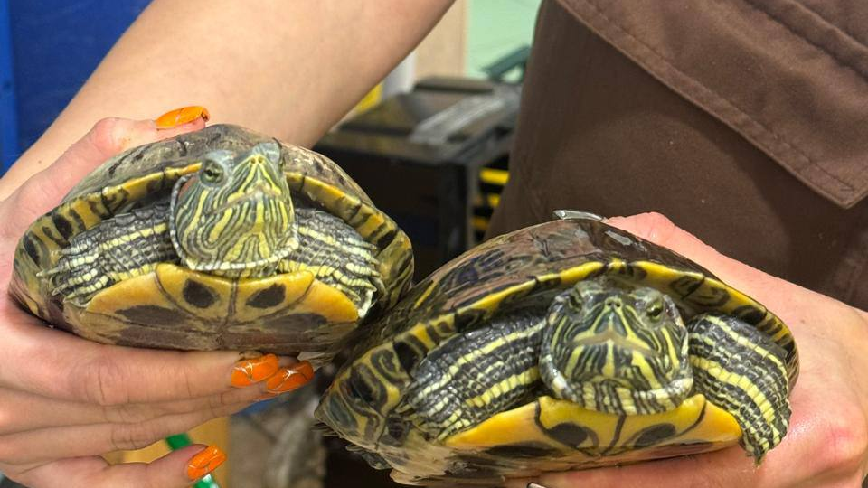 ❗️Уважаемые посетители, мы вынуждены вновь поднять очень неприятную для нас тему.