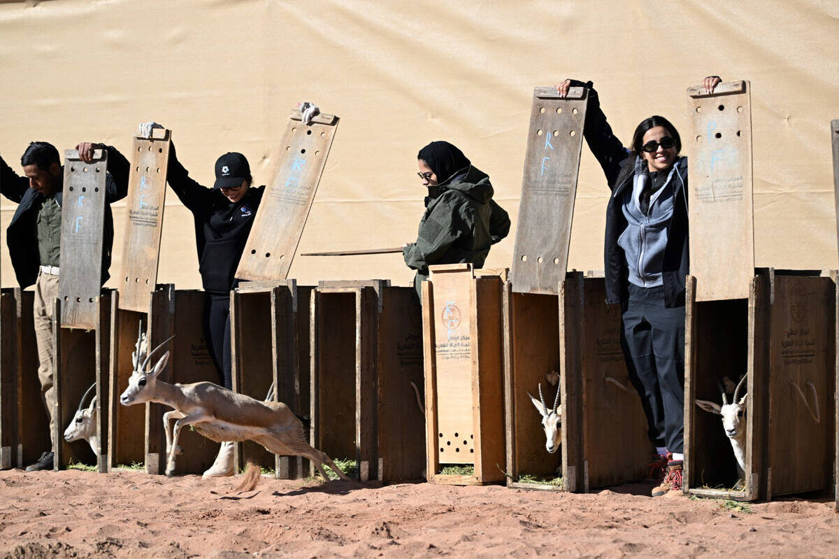 В середине этого года компания Neom реинтродуцировала более 1100 животных шести видов в свой природный заповедник