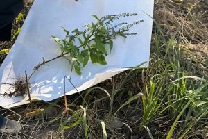    Фото: Россельхознадзор