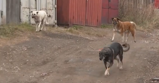     Сразу в 4 раза выросло количество жалоб на бродячих собак и в Красноярске