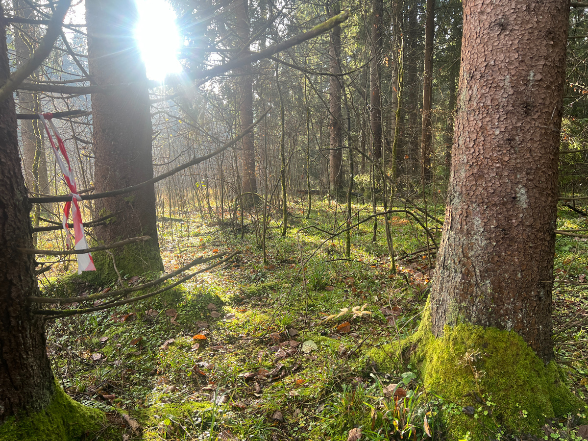 Интересно, кто привязал ленточку? Тут белогрибное место, наверно специально пометил кто-то.