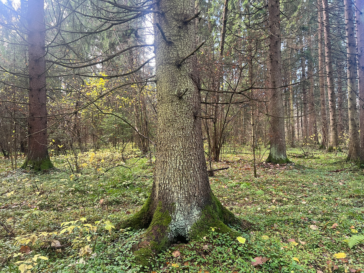 Взрослый еловый напоминает бор - просторный, далеко видно, а не только под соседнем кустом.
