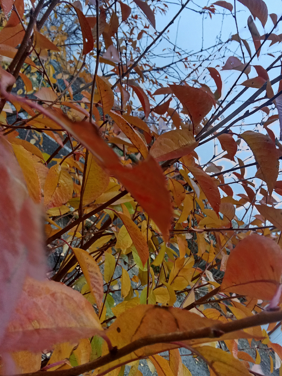 ▌ Синоптики предсказывают теплую осень в 2025 годуОсень традиционно ассоциируется с яркими красками природы, свежим воздухом и уютными вечерами перед камином. Однако многие россияне любят заранее узнать прогноз погоды, чтобы правильно спланировать свою жизнь и досуг. Осенью 2025 года ожидания от погодных условий вызывают особый интерес, ведь погода влияет на здоровье, настроение и планы большинства жителей нашей страны.Согласно последним данным Росгидромета, осенью 2025 года ожидается относительно теплая погода, особенно в центральной части России. Прогнозируется, что средняя температура воздуха будет немного выше нормы, благодаря чему период бабьего лета продлится дольше обычного. Это значит, что любители прогулок смогут насладиться красотой осенних пейзажей еще больше, а садоводы получат дополнительное время для завершения садовых работ.Синоптики также отмечают, что количество осадков будет примерно соответствовать многолетним нормам, однако возможны небольшие отклонения в зависимости от региона. Так, в Сибири и на Дальнем Востоке вероятность дождей несколько выше, тогда как центральные регионы порадуют ясной погодой.Для любителей активного отдыха прогнозы весьма благоприятны. Благоприятные условия позволят организовать поездки на природу, заняться спортом на свежем воздухе и даже провести последние дни сезона на даче. Что касается здоровья, то врачи рекомендуют использовать теплый сезон для укрепления иммунитета и подготовки организма к зимнему периоду.Таким образом, осень 2025 года обещает стать комфортной и приятной для многих россиян. Главное помнить, что природа непредсказуема, и важно следить за ежедневными обновлениями прогноза, чтобы своевременно корректировать свои планы.