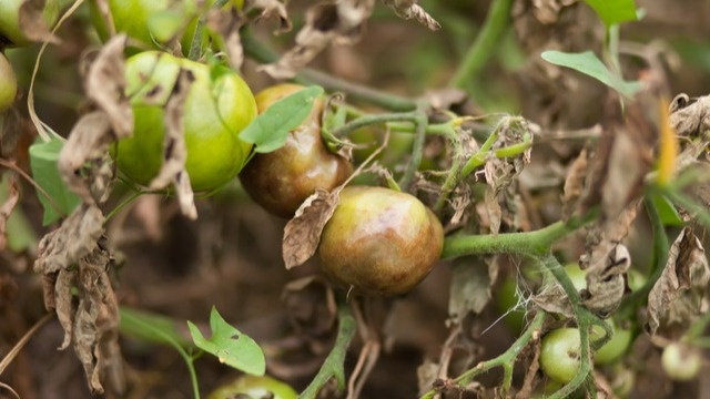Болезни и вредители съедают часть урожая. 