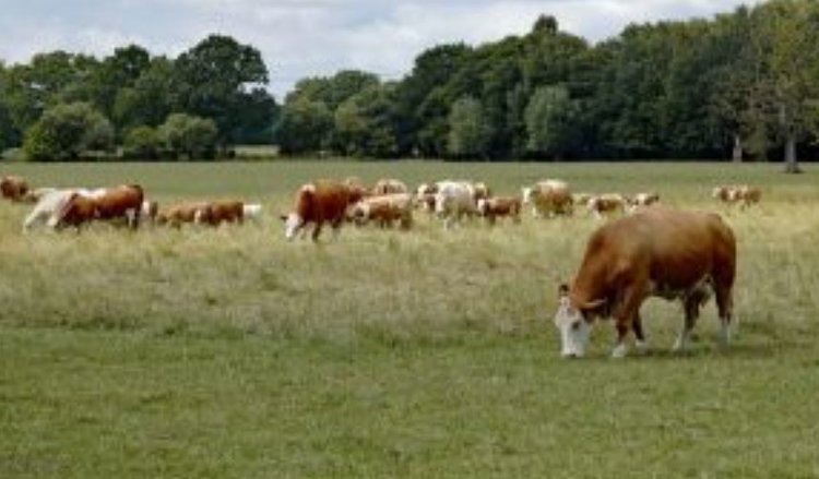    Фото: Россельхознадзор РФ