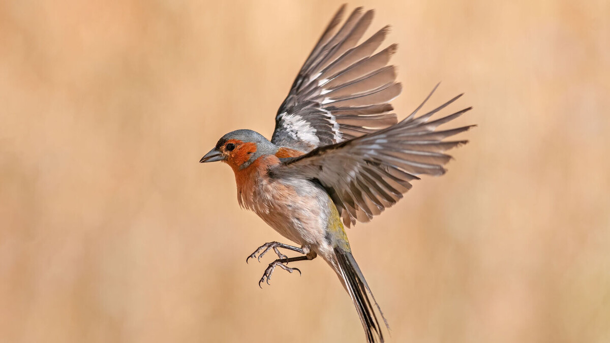     Фото: TAMER YILMAZ/Shutterstock/FOTODOM