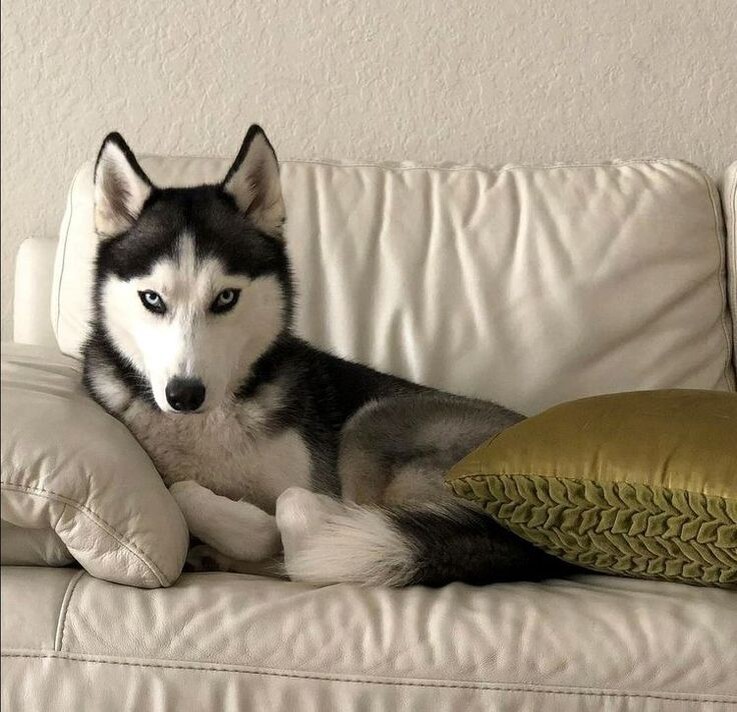 Сибирский хаски