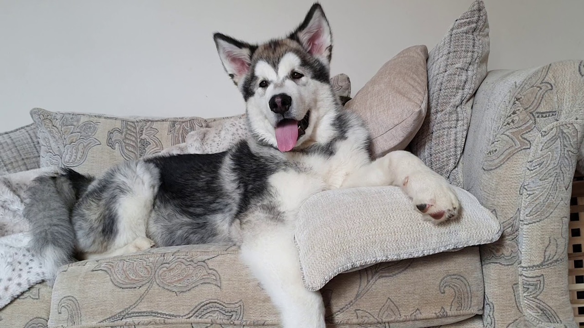 Аляскинский маламут