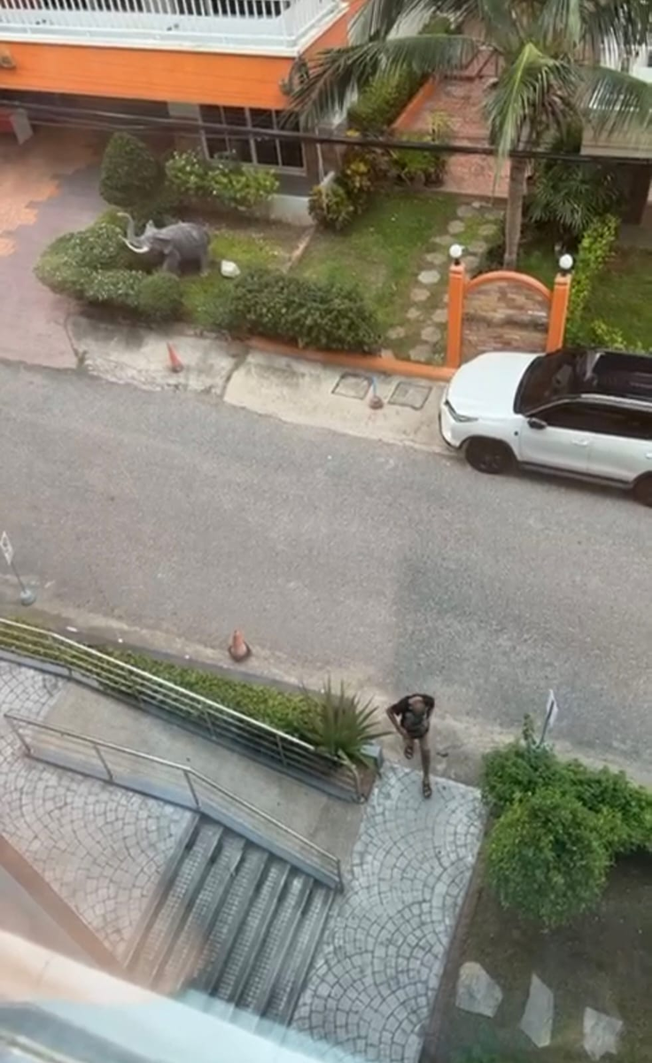 Паттайских новичков Даша кормит завтраками: "Приходите завтра, я все сделаю", 