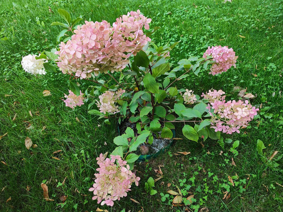 Фото автора.