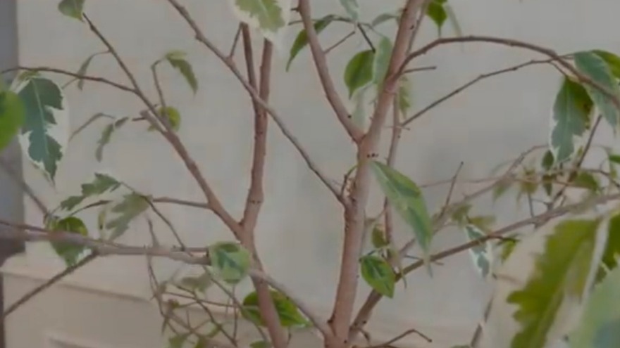 Вот так выглядел мой фикус после трех лет борьбы с листопадом