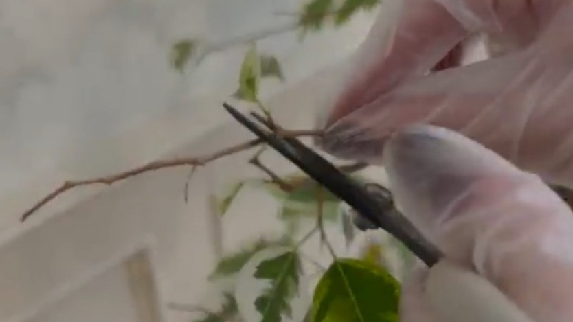 Санитарная обрезка - первый шаг подготовки к зимнему периоду