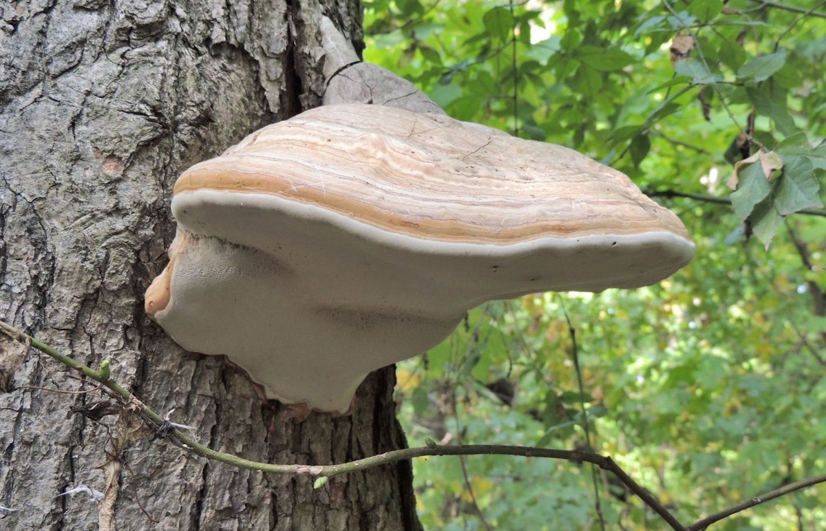    Широко распространенный гриб-трутовик.