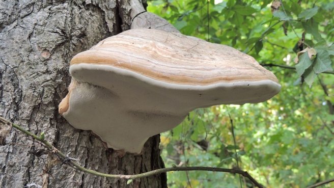 Российские биологи открыли новые свойства трутовых грибов