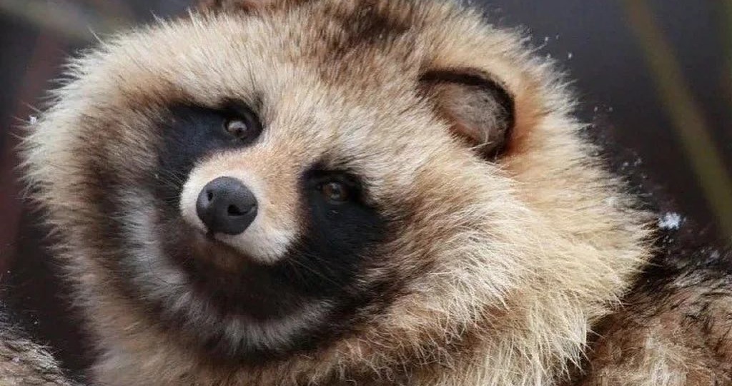 ❓Енотовидная собака и Енот-Полоскун?