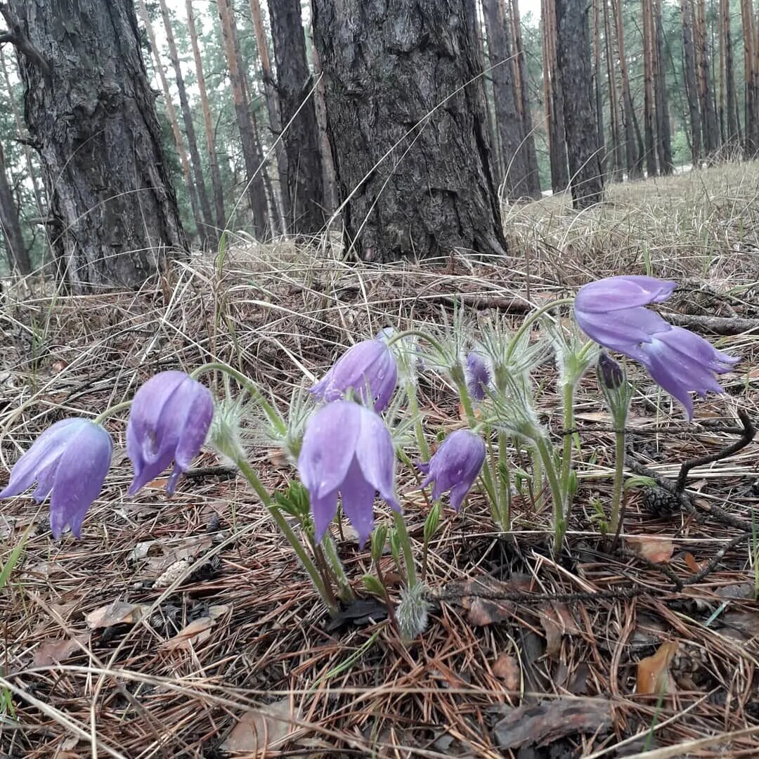 Сон-трава, первоцветы Тамбовской области
