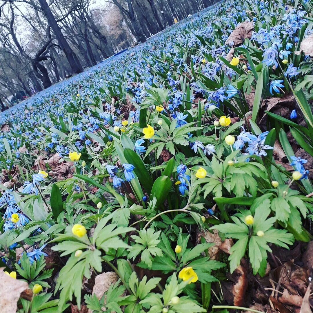 Пролески, Знаменка, Тамбовская область
