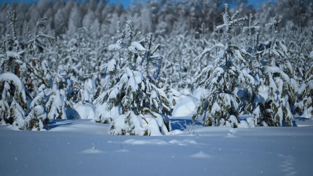    Фото: Олег Рукавицын/ Царьград