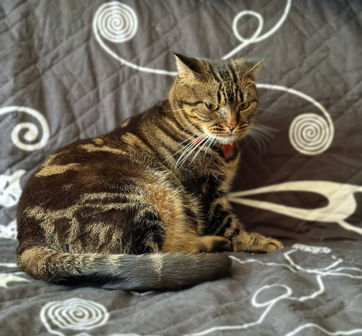 Кайса считает поведение двуногих нелепым и нерациональным 