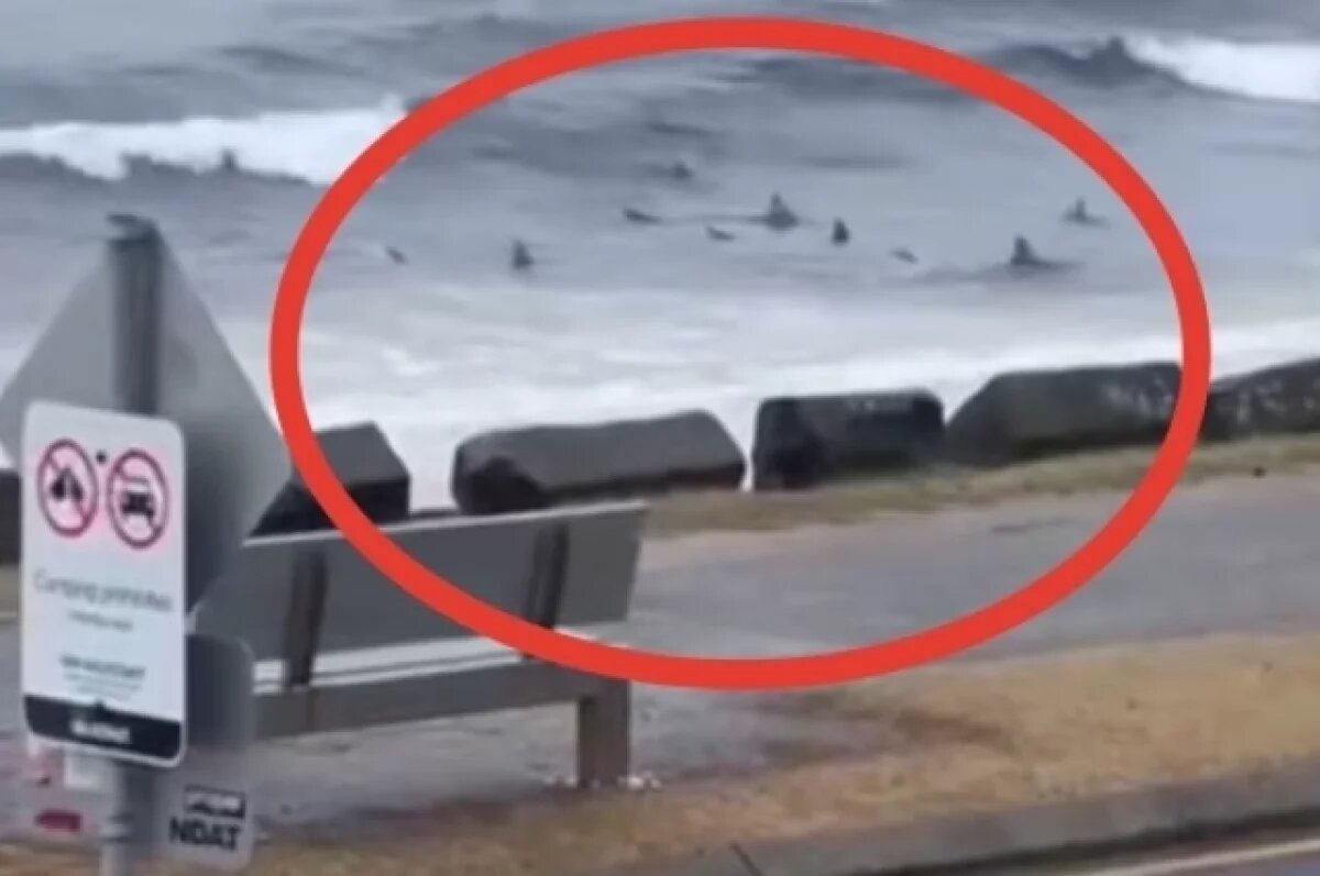    Несколько десятков акул, ожидающих добычу у берега, засняли в Австралии