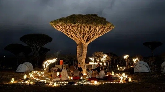 Драконовые деревья в объективе команды FollowMeTo