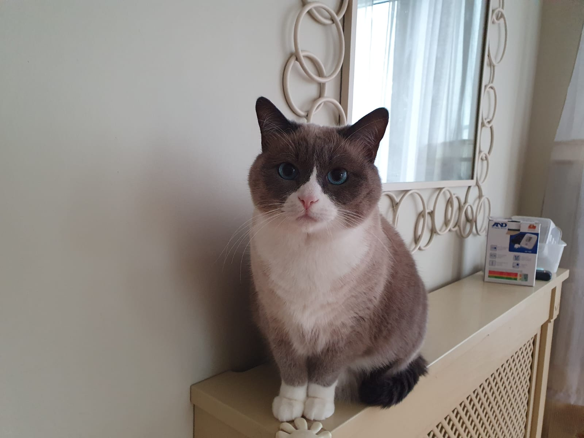 Мотька на летних каникулах в Подмосковье.