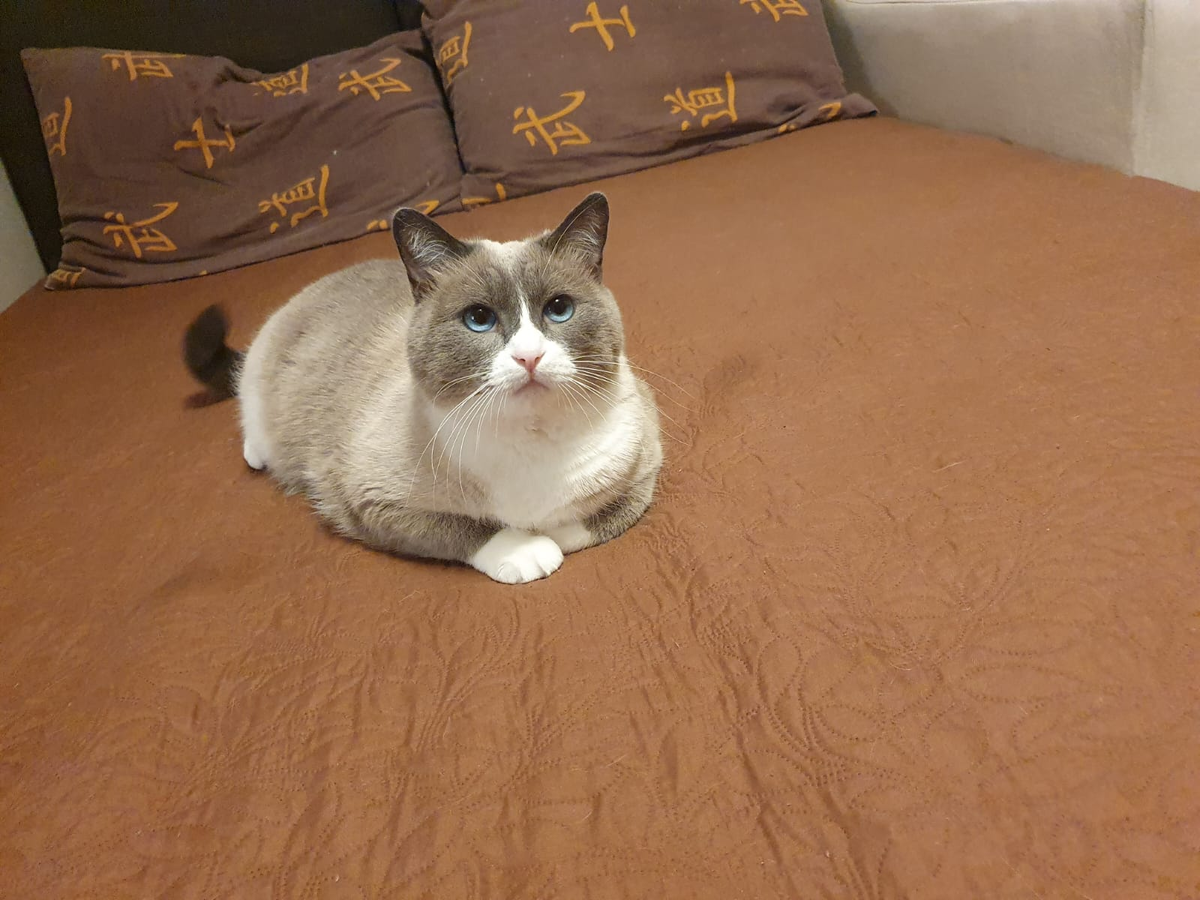 Мотька смотрит телевизор.