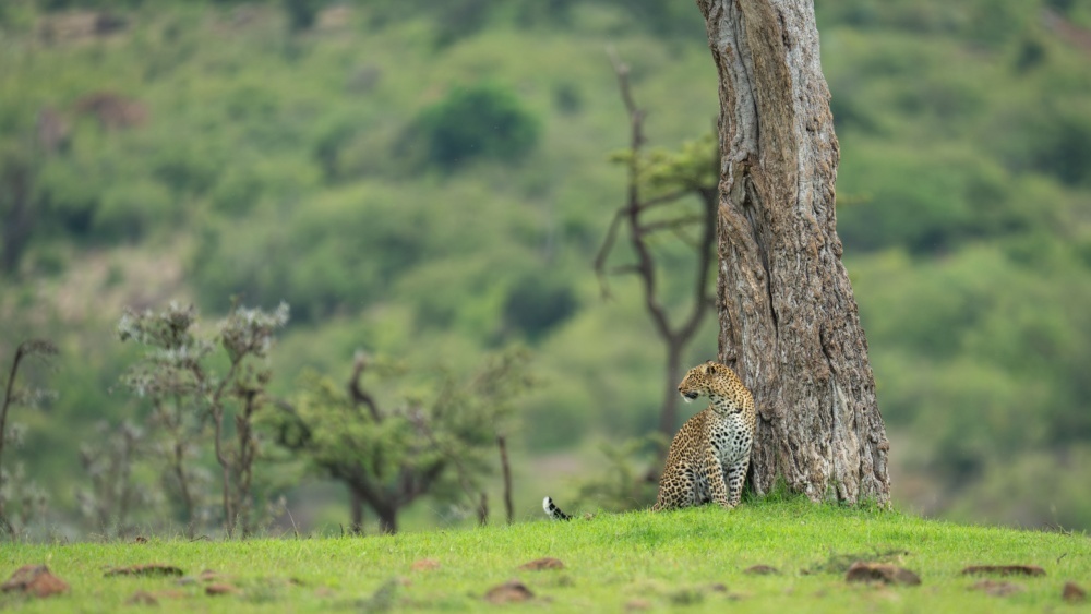     Фото: Nick Dale Photo/Shutterstock/FOTODOM
