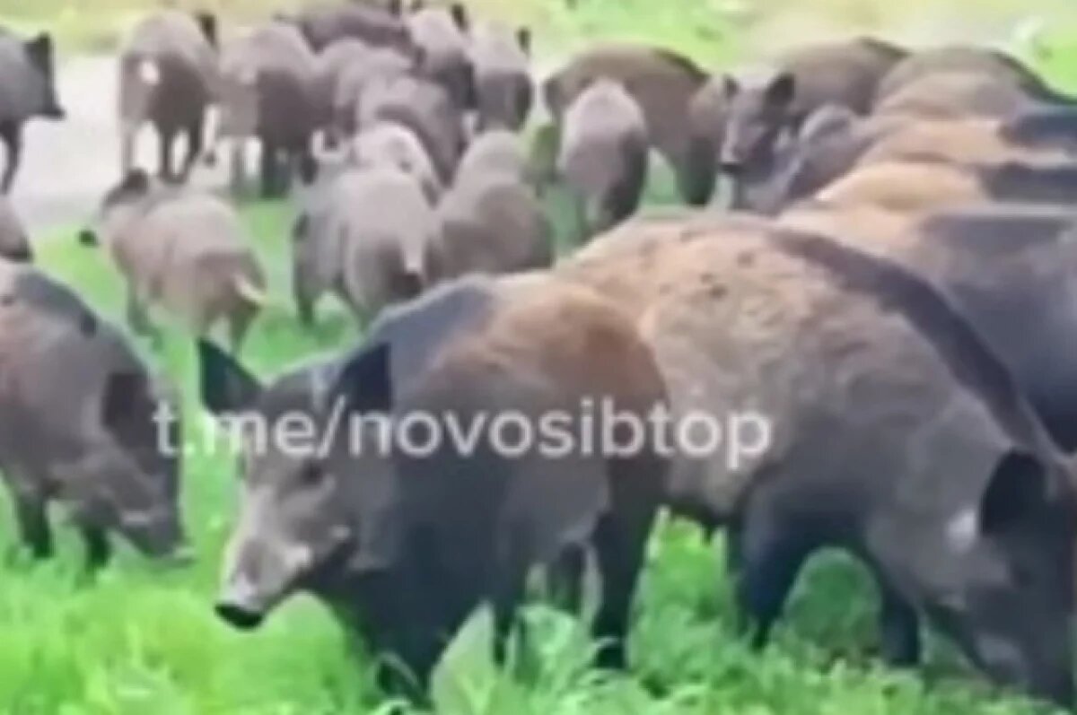    Отстрел 83 кабанов и 5 лисиц разрешили в Новосибирской области