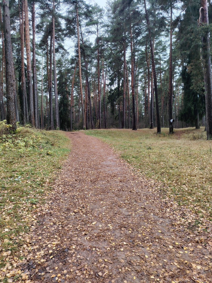"Строевой сосновый лесъ"