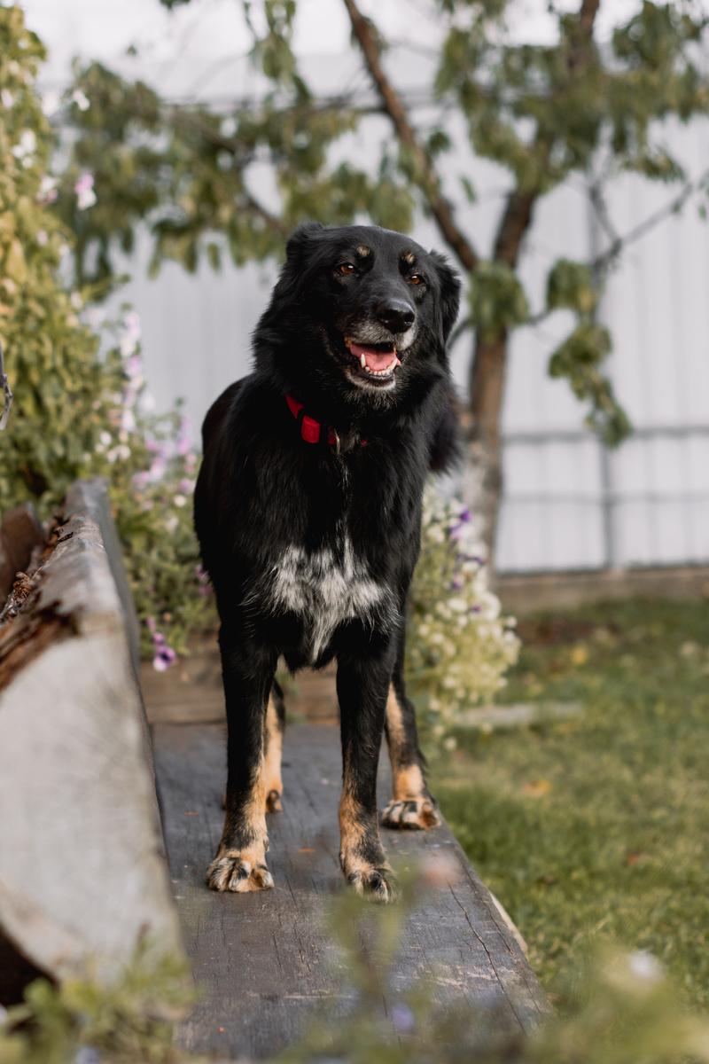 Маська-булочка