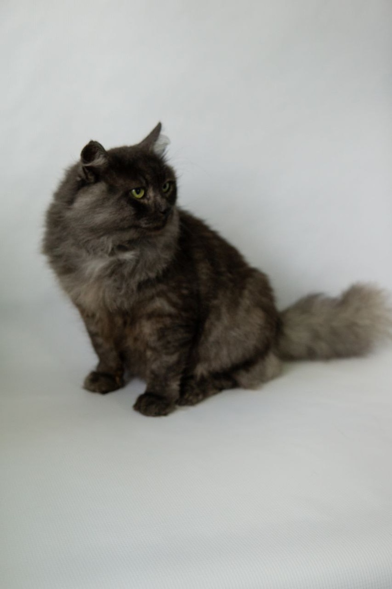 Фото предоставлено ТГ каналом приюта  @shafi_taru