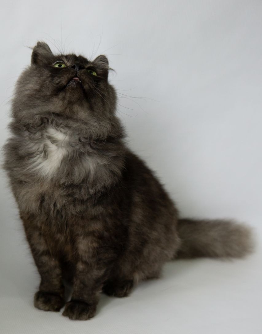 Фото предоставлено ТГ каналом приюта  @shafi_taru