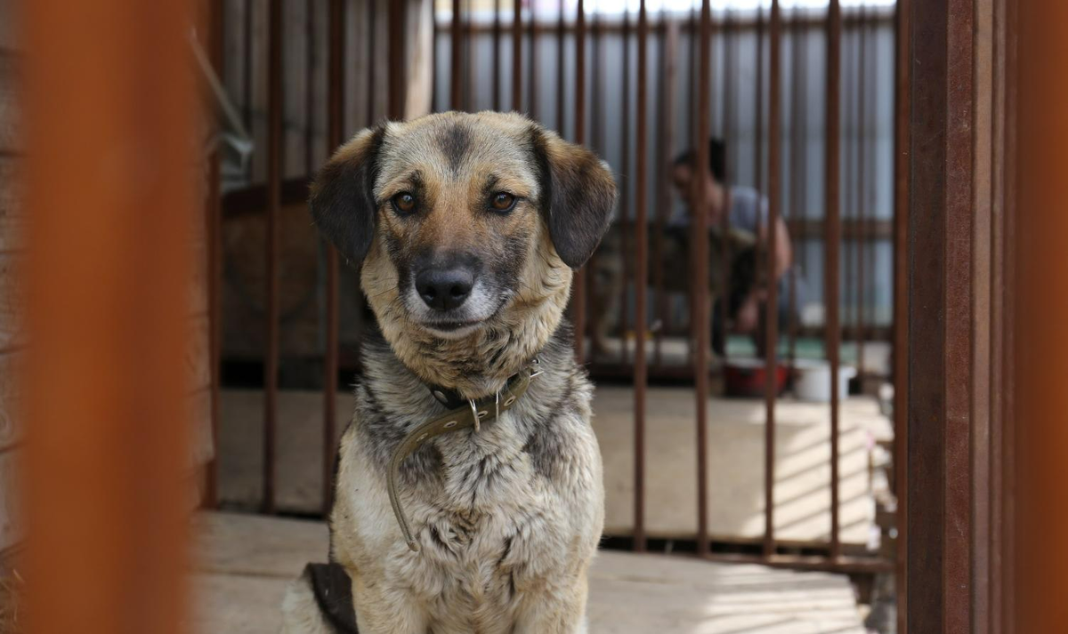 Фото: nsknews.info